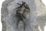 Ceratarges Trilobite With Secondary Spines - Top Quality #226081-3
